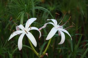 Crinum americanum - Bog lily