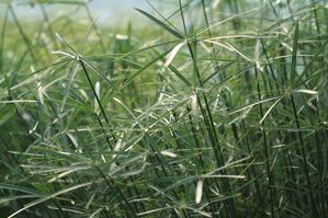Cyperus alternifolius - Dwarf umbrella plant