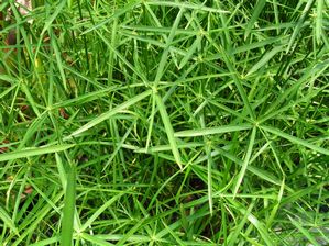 Cyperus alternifolius - Umbrella plant