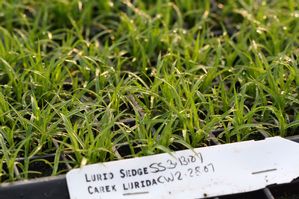Carex lurida - Lurid sedge
