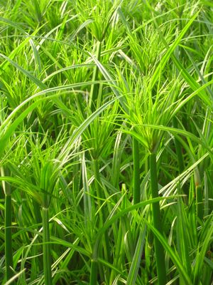 Cyperus papyrus - Giant papyrus