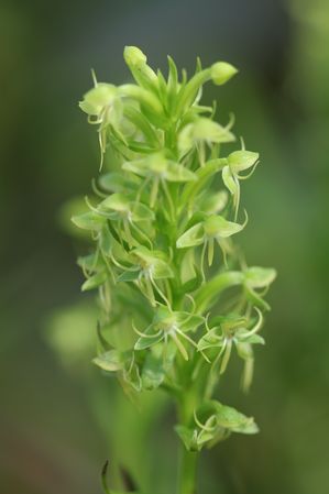 Habenaria repens - Water spider orchid
