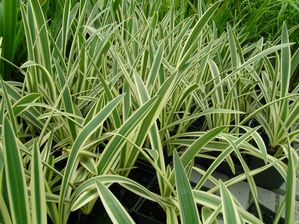 Hymenocallis caribaea - Variegated spider lily