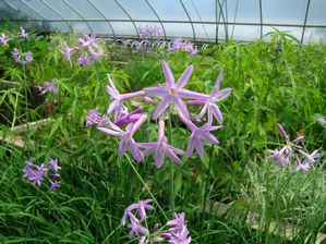 Tulbaghia violacea - Variegated Society Garlic