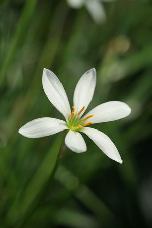 Zephyranthes candida - White Rain Lily