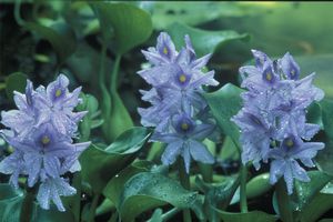Eichornia crassipes - Water hyacinth
