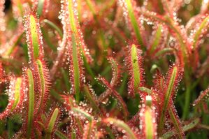 Drosera capensis - Cape sundew