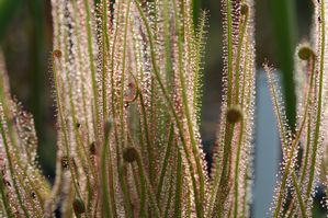 Drosera filiformis - Threadleaf sundew