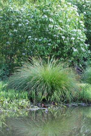 Carex stricta - Tussock sedge