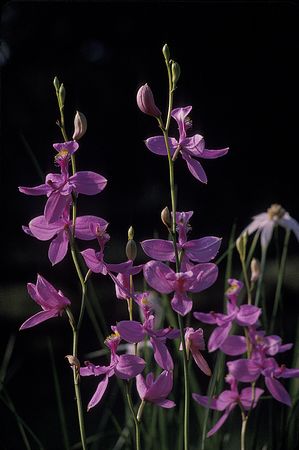 Calopogon tuberosus - Grass pink orchid
