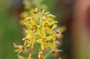 Lysimachia terrestris - Swamp candles