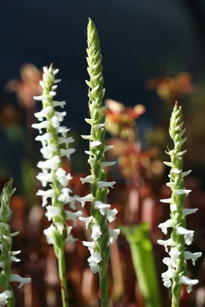Spiranthes oderata - Ladies tress orchid