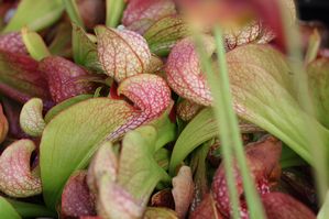 Sarracenia psittacina - Parrot Pitcher