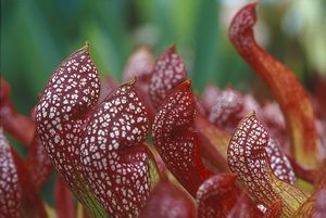 Sarracenia x - 'Scarlet Belle'