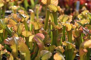 Sarracenia x UNC Hybrid - 'Mardi Gras'