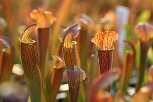 Sarracenia x UNC Hybrid - 'Red Bug'