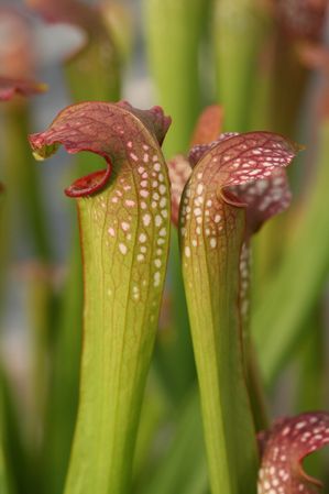 Sarracenia x excellens - Sarracenia leucophylla x minor