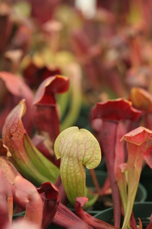 Sarracenia x swaniana - Sarracenia purpurea x minor