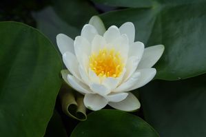 Nymphaea sp. - Virginalis