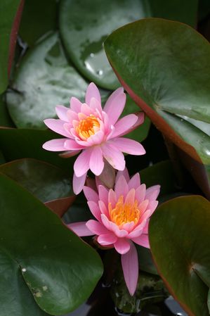 Nymphaea sp. - Firecrest