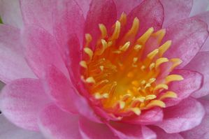 Nymphaea sp. - Hollandia