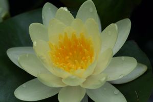 Nymphaea sp. - Chromatella