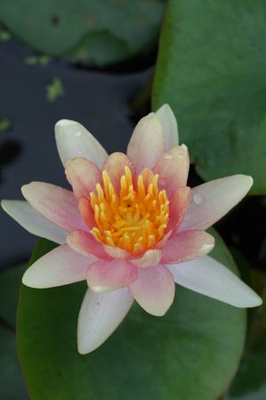 Nymphaea sp. - Sioux
