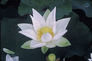 Nelumbo sp. - Baby Doll
