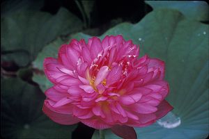 Nelumbo sp. - Momo Batan