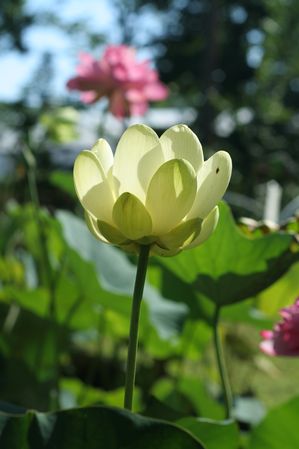 Nelumbo lutea - Native yellow