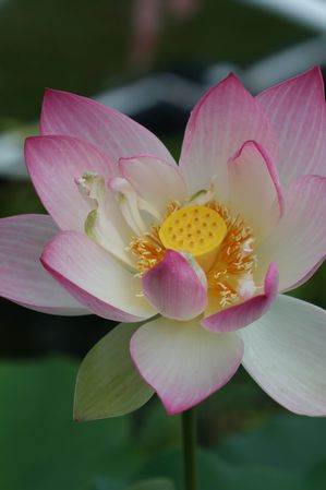 Nelumbo sp. - 'Mrs. P.D. Slocum'