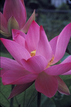 Nelumbo sp. - Charles Thomas