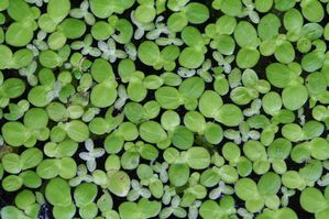 Lemna minor - Duckweed