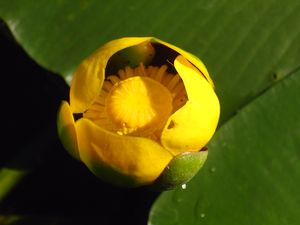 Nuphar lutea - Spatterdock