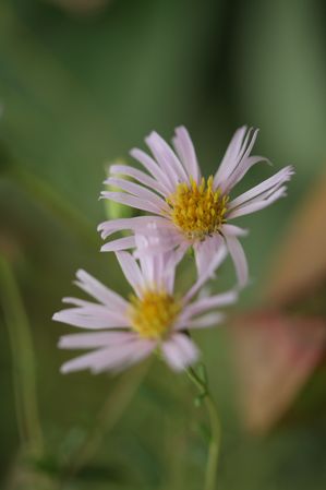 Aster nemoralis - bog aster