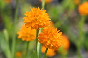 Polygala lutea - Orange milkwort