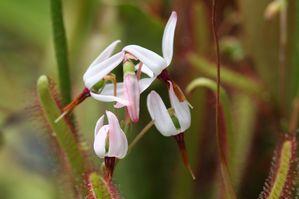 Vaccinium macrocarpon - Cranberry