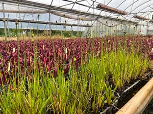 Xyris caroliniana - Yellow-eyed grass