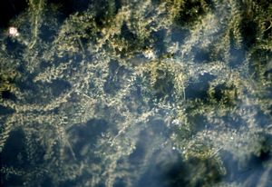 Egeria canadensis - Waterweed
