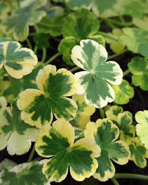 Hydrocotyle ranunculoides - Variegated buttercup pennywort