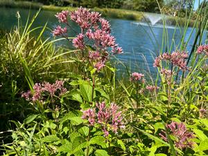Eutrochium fistulosum - Joe Pye Weed