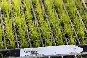 Juncus effusus - Soft rush