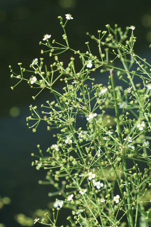 Alisma subcordatum - Water plantain