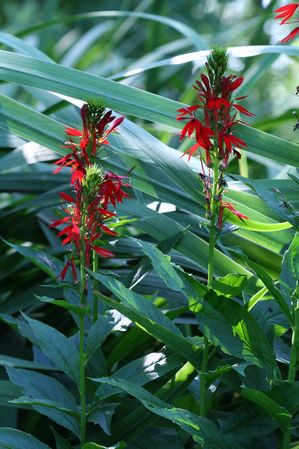 Lobelia cardinalis - Cardinal flower