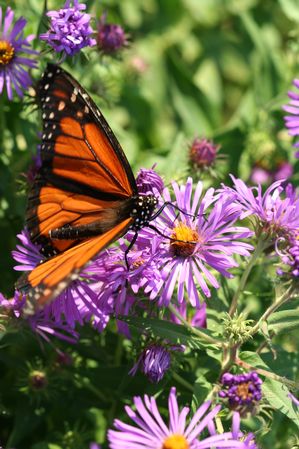 Aster novae-angliae - New England aster