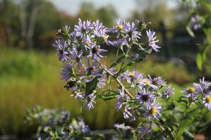 Aster puniceum - Purple stemmed aster