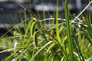 Carex comosa - Bristly sedge
