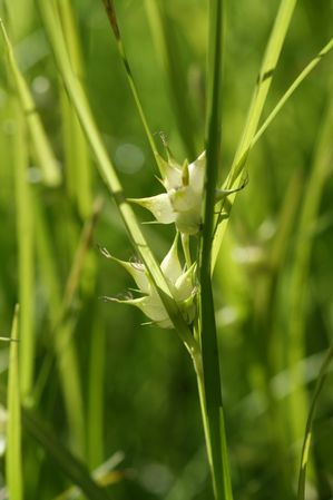 Carex intumescens - Bladder sedge