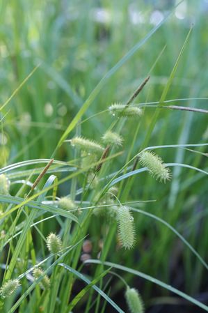 Carex hystericina - Porcupine sedge