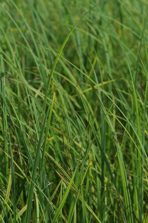 Carex lacustris - Lake bank sedge